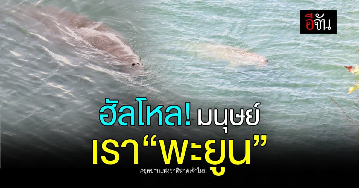 พะยูน โชว์ตัว ยืนยันอุทยานแห่งชาติหาดเจ้าไหมสมบูรณ์
