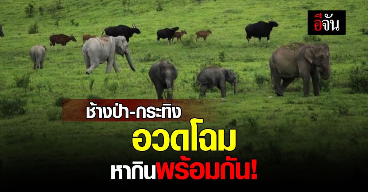 อุทยานแห่งชาติกุยบุรี โพสต์ภาพน่ารัก ช้างป่า – กระทิง หากินพร้อมกัน