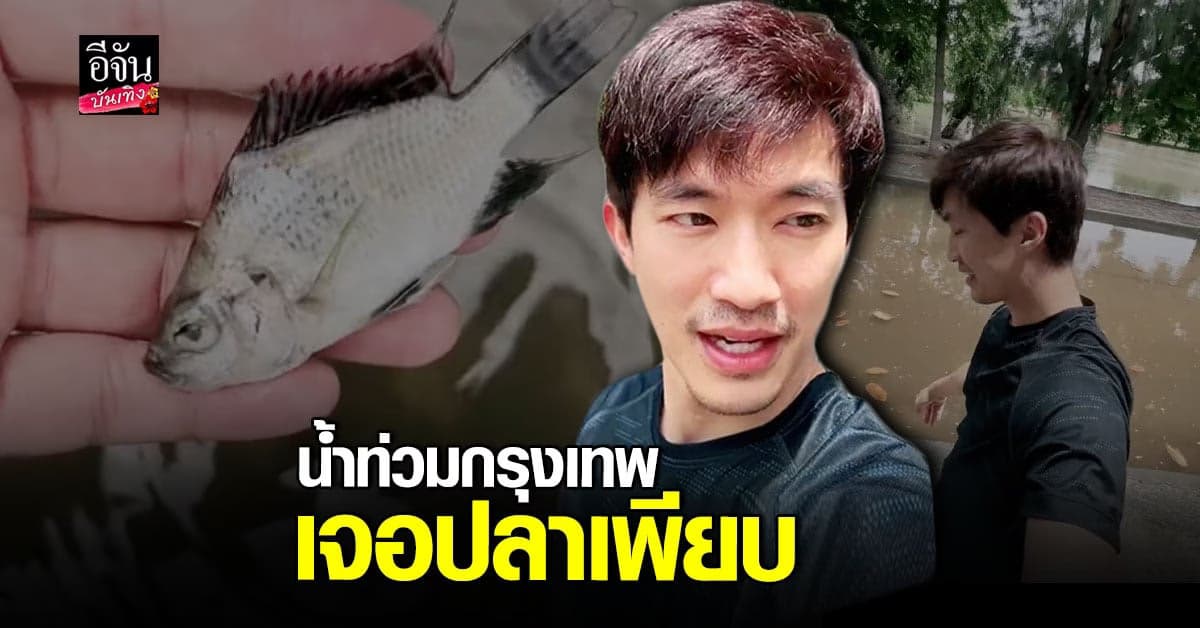 ไผ่ พาทิศ ทำคอนเทนต์ น้ำท่วมกรุงเทพฯ รีวิวเจอปลาอะไรบ้าง