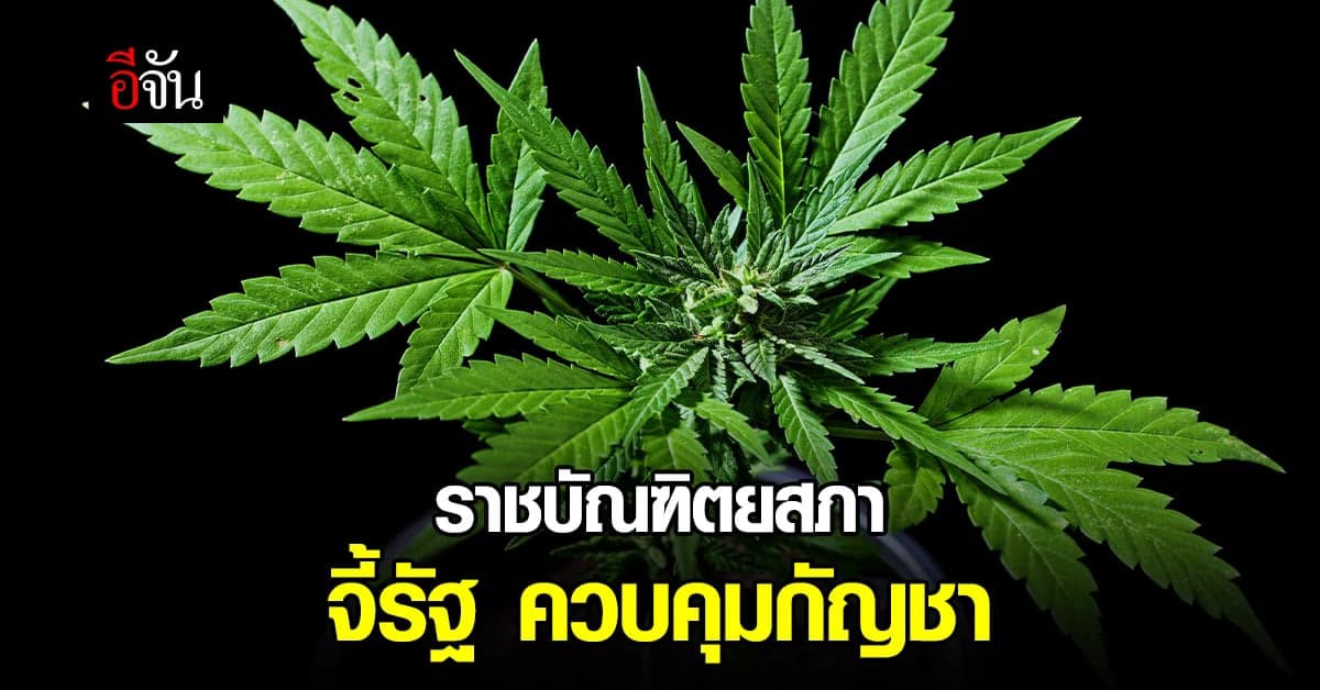 เอาด้วย! ราชบัณฑิตยสภา แถลงการณ์ จี้รัฐควบคุมการใช้กัญชาในทางที่ผิด