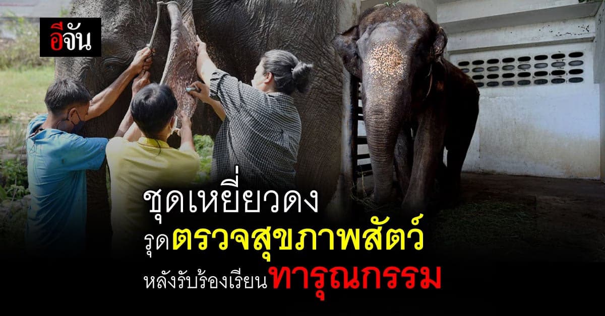 ชุดเหยี่ยวดง ตรวจสุขภาพสัตว์ ช้าง จระเข้ สมุทรปราการ