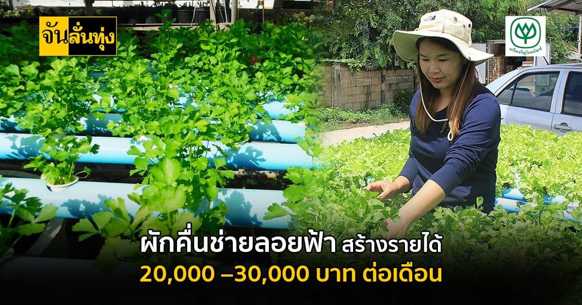 ผักคื่นช่ายลอยฟ้าส่งขายสร้างรายได้ 20,000 –30,000 บาทต่อเดือน
