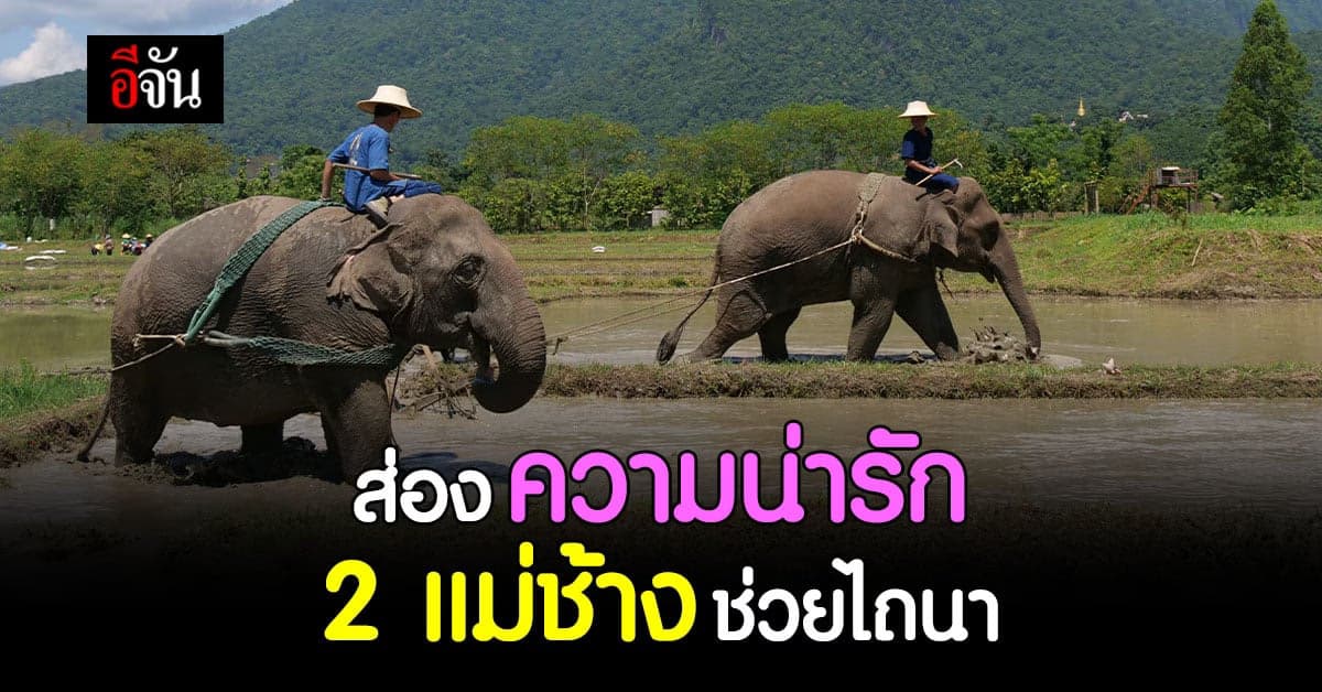 ชาวนา – เชียงใหม่ ใจดี จ้างช้างพัง ที่ตกงานมาช่วยไถนา