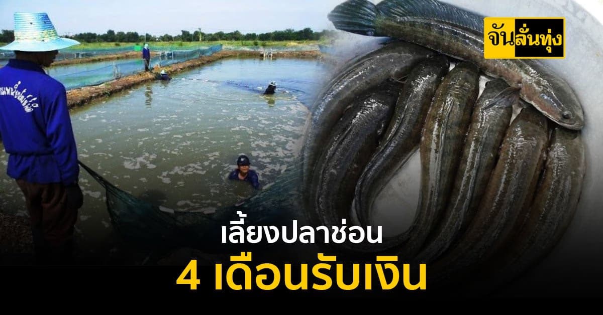 เทคนิคพิเศษเลี้ยงปลาบ่อ 4 เดือนจับขาย