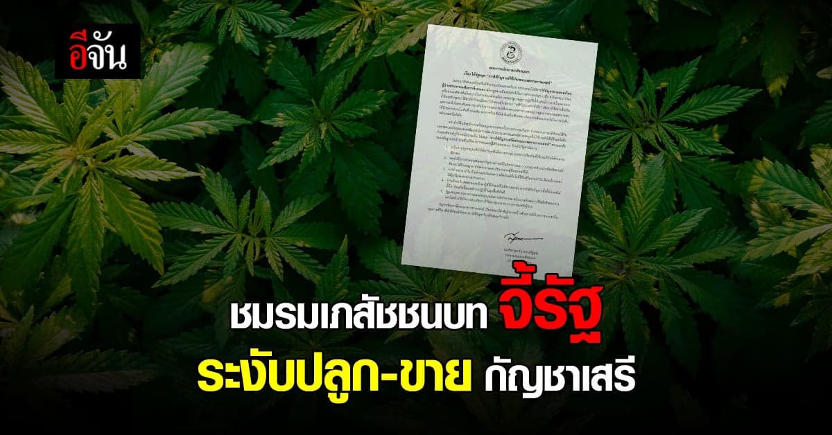 ชมรมเภสัชชนบท จี้รัฐ ระงับปลูก-ขาย กัญชาเสรี