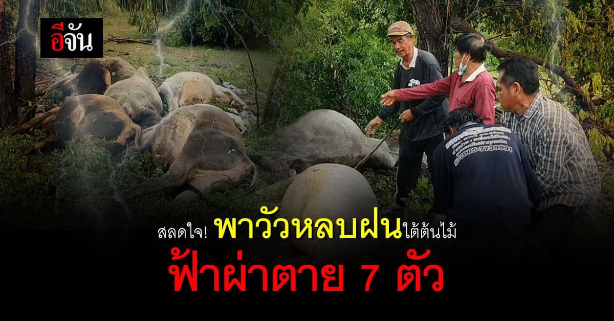 เหตุสลดใจ! เจ้าของวัว พาวัวหลบฝนใต้ต้นไม้ ก่อนถูก ฟ้าผ่าตาย 7 ตัว