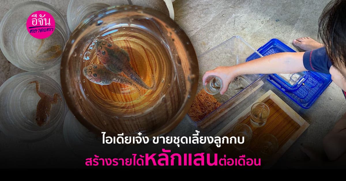 ไอเดียเจ๋ง ขายชุดเลี้ยงลูกกบ สร้างรายได้หลักแสนต่อเดือน