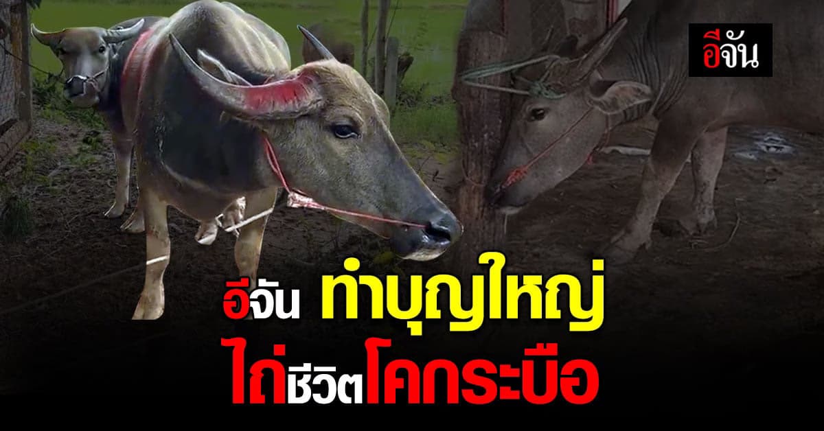 อีจันทำบุญใหญ่ ไถ่ชีวิตโคกระบือ จากโรงเชือด