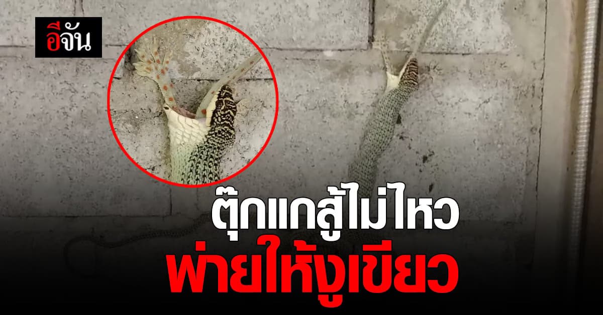 ตุ๊กแก ปะทะ งูเขียวพระอินทร์ แต่สู้ไม่ไหว สุดท้ายโดนเขมือบ!