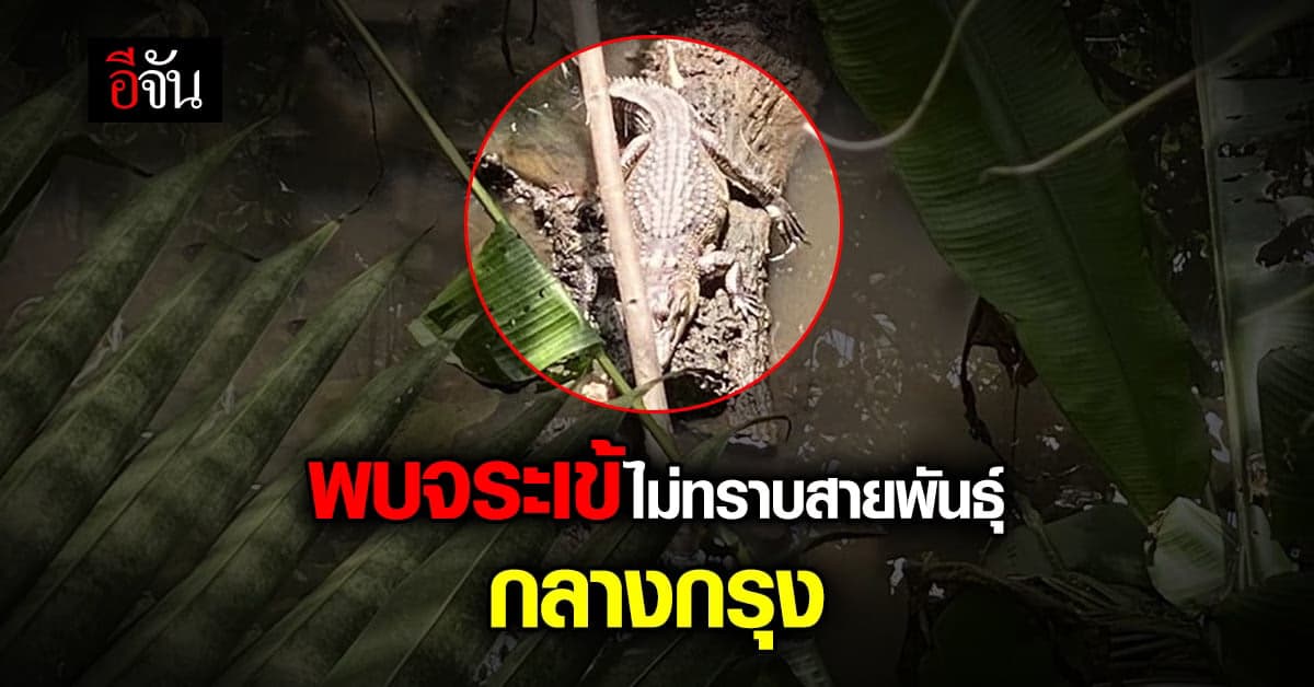พบจระเข้ไม่ทราบสายพันธุ์ คูน้ำ เจริญกรุง 107