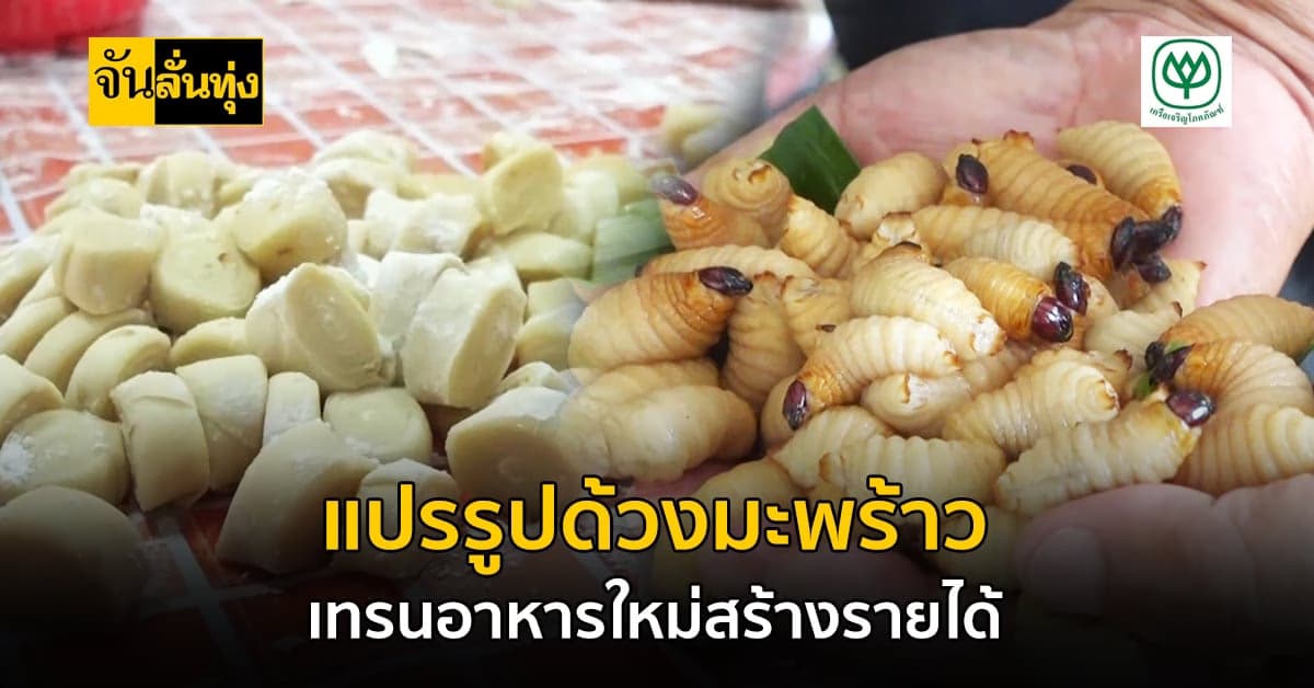 ขอนแก่น แปรรูป ด้วงมะพร้าว หลายเมนูจำหน่ายสร้างรายได้