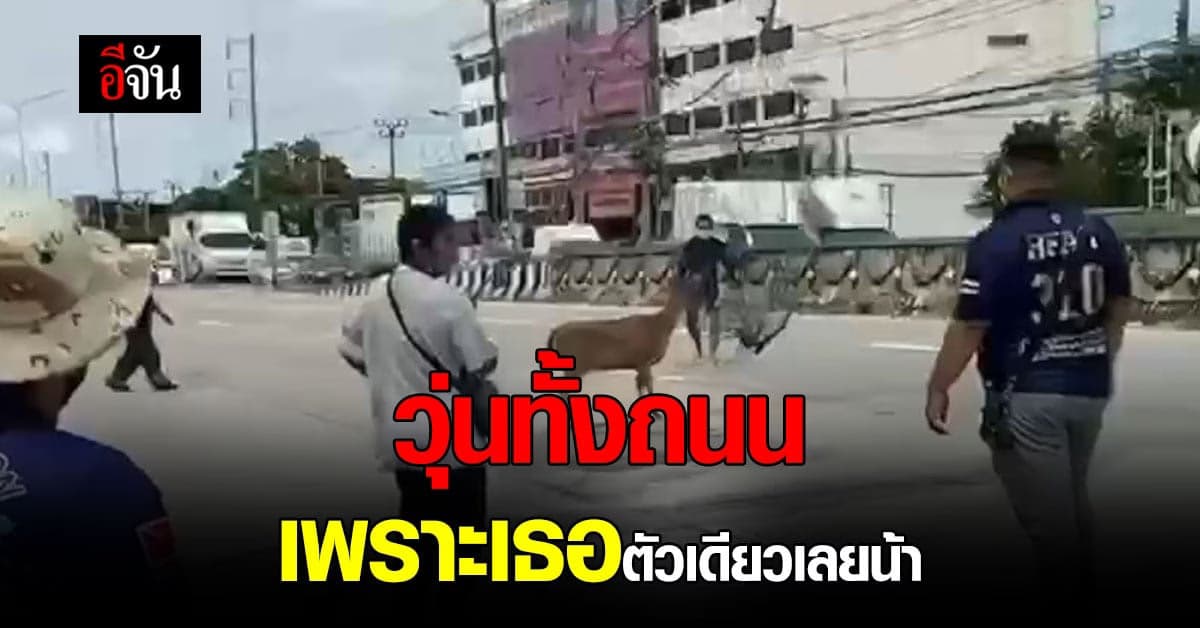 สุดวุ่น! ไล่จับกวางหลุดจากคอกวัด วิ่งไป-มาบนถนน
