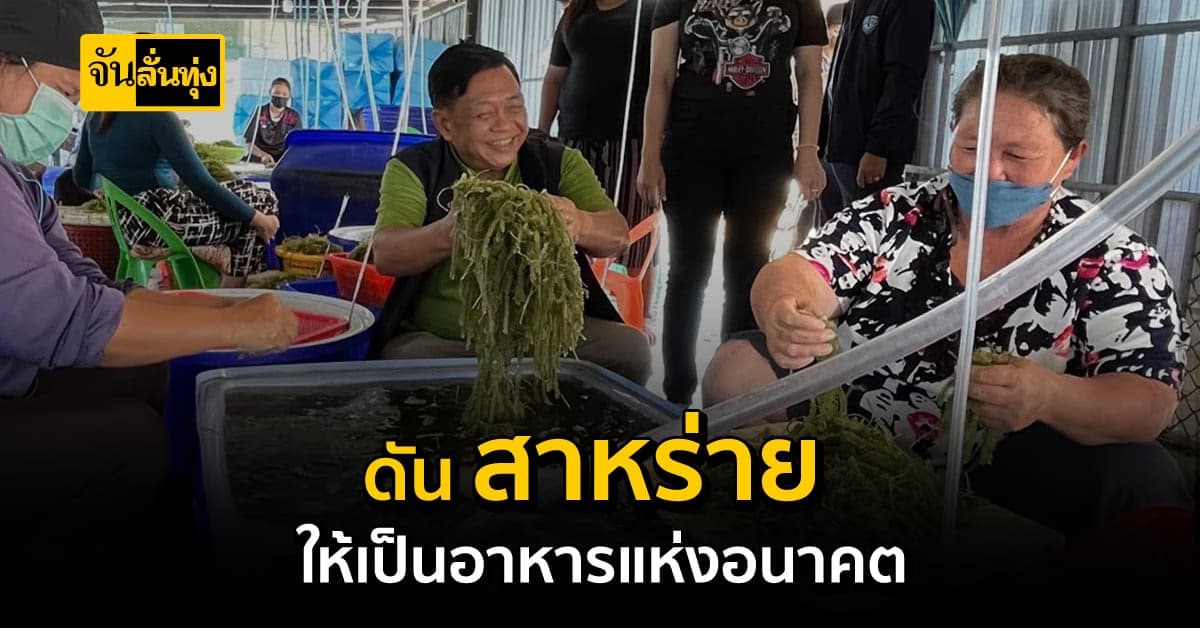 คิกออฟ ดัน สาหร่าย เป็นพืชเศรษฐกิจใหม่ สร้างรายเสริมได้ให้เกษตรกร