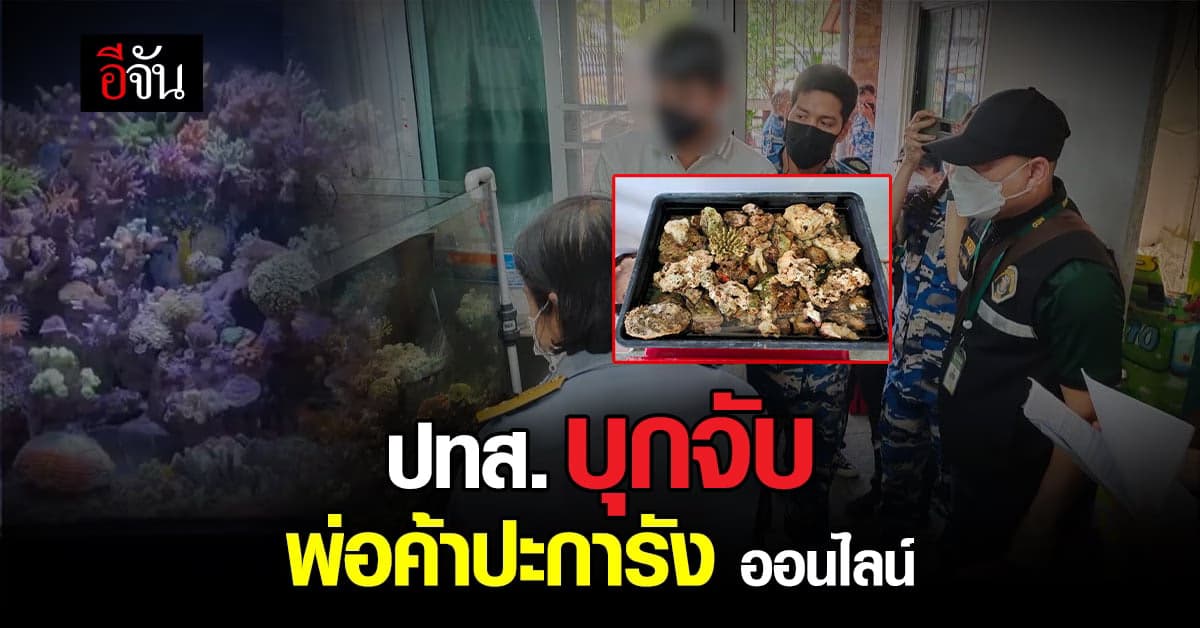 บก.ปทส. บุกค้น จับ แหล่งค้าปะการัง ออนไลน์ ยึดของกลาง 300 ชิ้น