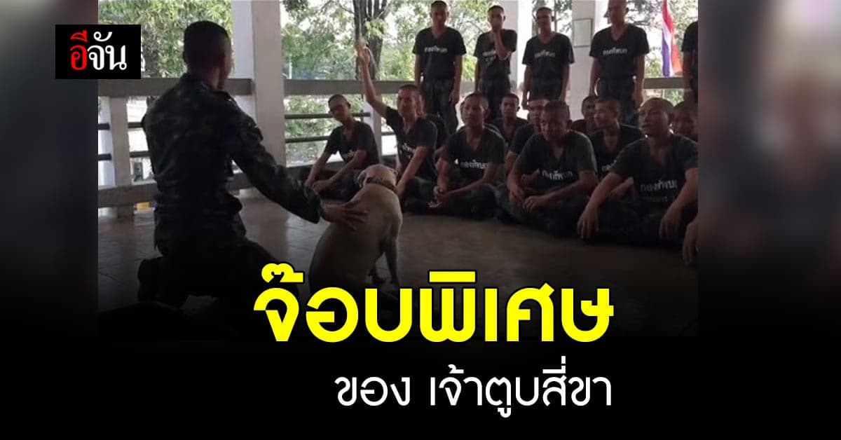 น่ารักเกิน! น้องหมา ผู้ช่วยครูฝึกทหารสอนทำ CPR