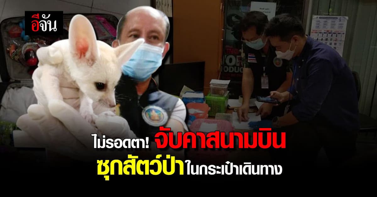 จับชายอินเดียลักลอบขนสัตว์ป่า 17 ตัว คาสนามบินสุวรรณภูมิ