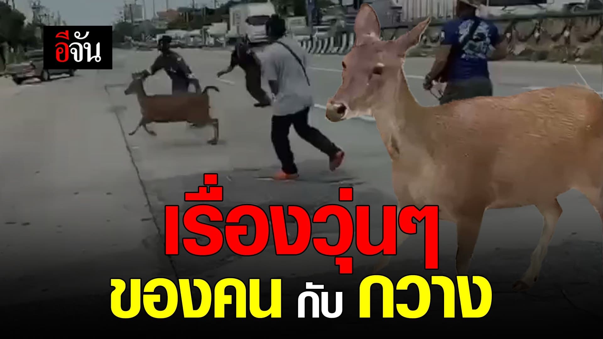 🎬 เรื่องวุ่นๆ ของคน กับ กวาง