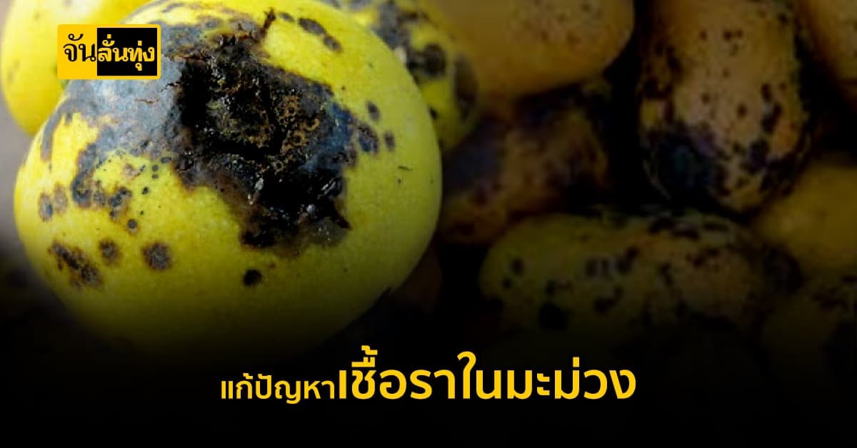 เตรียมรับมือโรคจุดดำในมะม่วง พร้อมแจกสูตรป้องกันและวิธีรับมือ