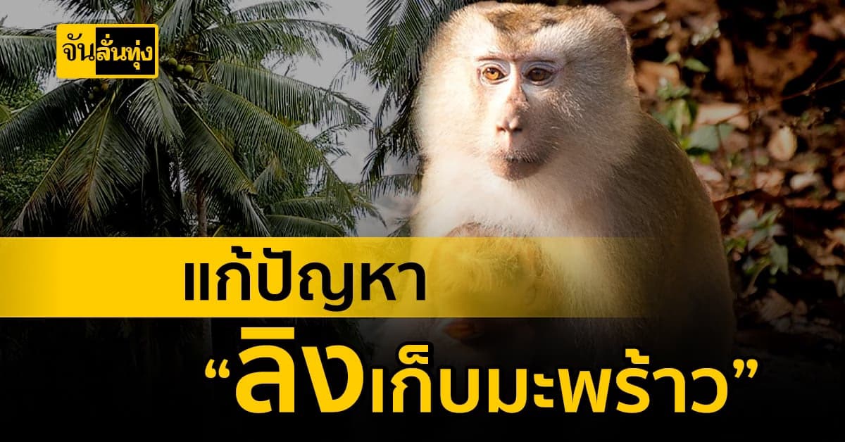 แก้ปัญหาใช้ลิงเก็บมะพร้าว งัดมาตรการ  สกัดข้อกล่าวหา