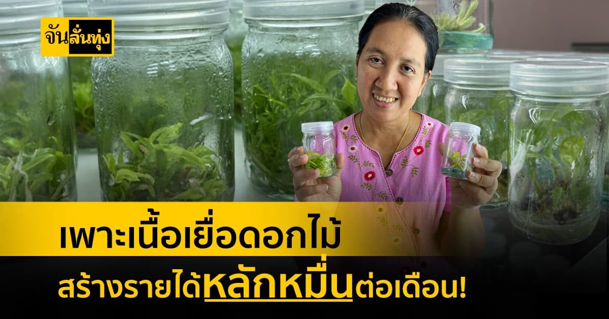 เพาะเนื้อเยื่อดอกไม้ สร้างรายได้ เสริมหลักหมื่นต่อเดือน