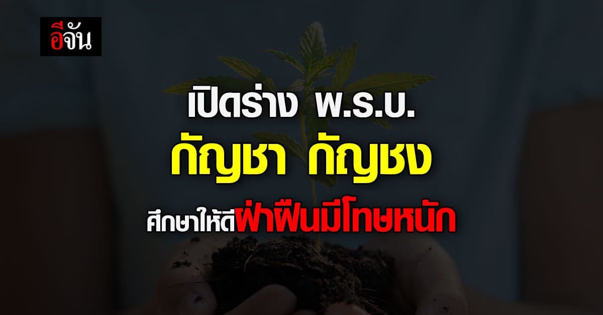 รู้ให้ชัด เปิด ร่าง พ.ร.บ. กัญชา กัญชง เข้าใจข้อควรปฏิบัติและ บทลงโทษ