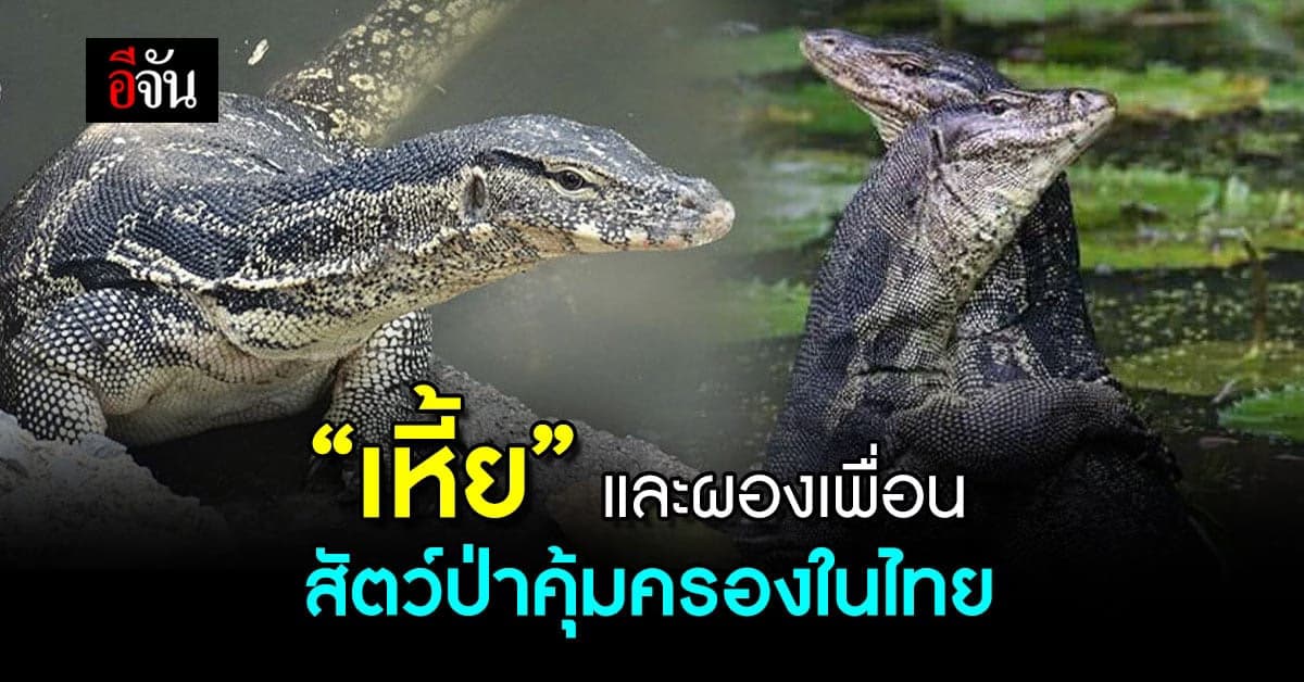 เรื่อง เหี้ย ๆ และผองเพื่อน 4 สหาย สัตว์ป่าคุ้มครอง