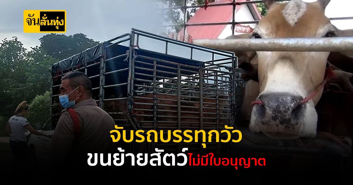 ตำรวจสกัดจับ รถบรรทุกวัว 20 ตัว ขนย้ายสัตว์ ไม่มีใบอนุญาต