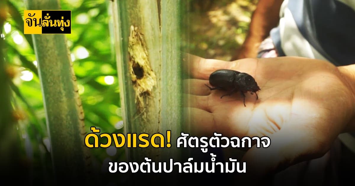 เตือนระวัง ด้วงแรด ระบาดหนักบุกสวน ปาล์มน้ำมัน