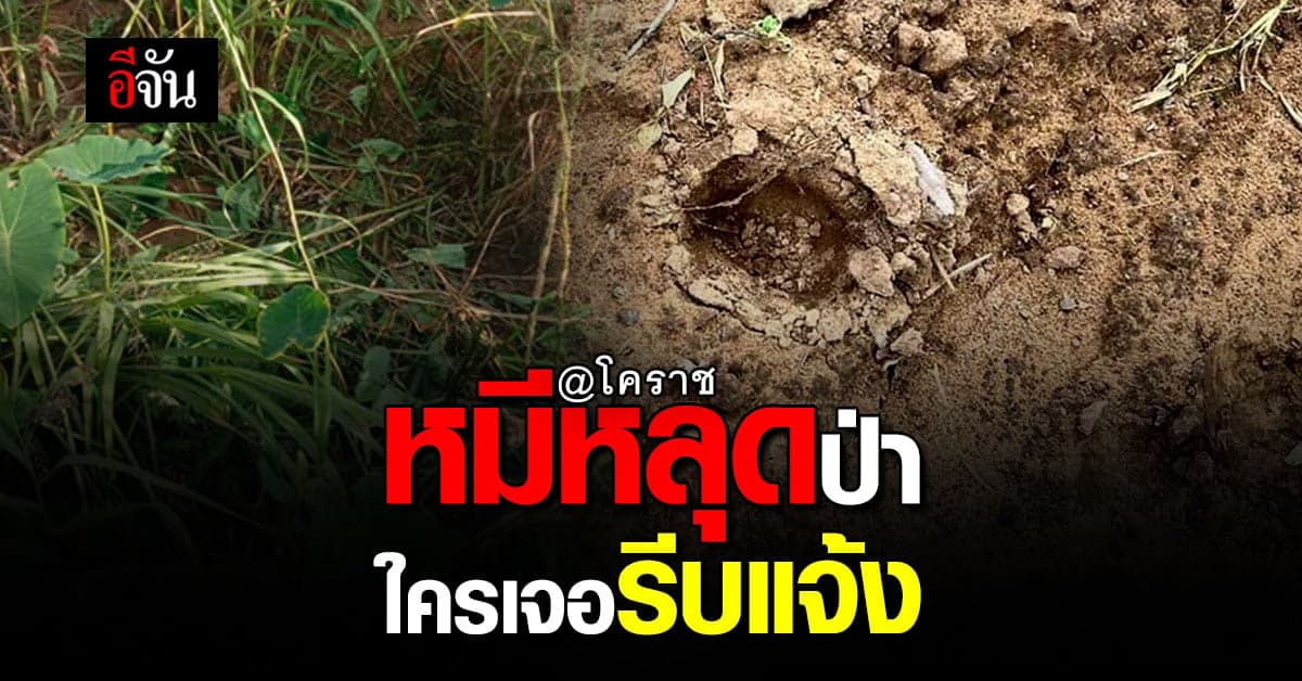 หมีหลุดป่า 5 วัน ยังจับไม่ได้? ชาวบ้านในพื้นที่เจอ รีบแจ้งเจ้าหน้าที่