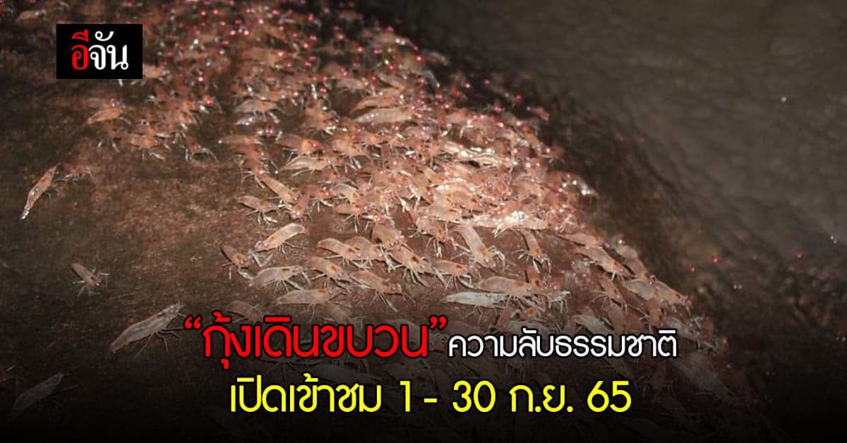 มหัศจรรย์ กุ้งเดินขบวน 1 ปีมีครั้งเดียว