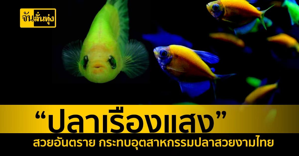 กรมประมงเตือน “ปลาเรืองแสง” สวยอันตราย ห้ามมีไว้ครอบครอง
