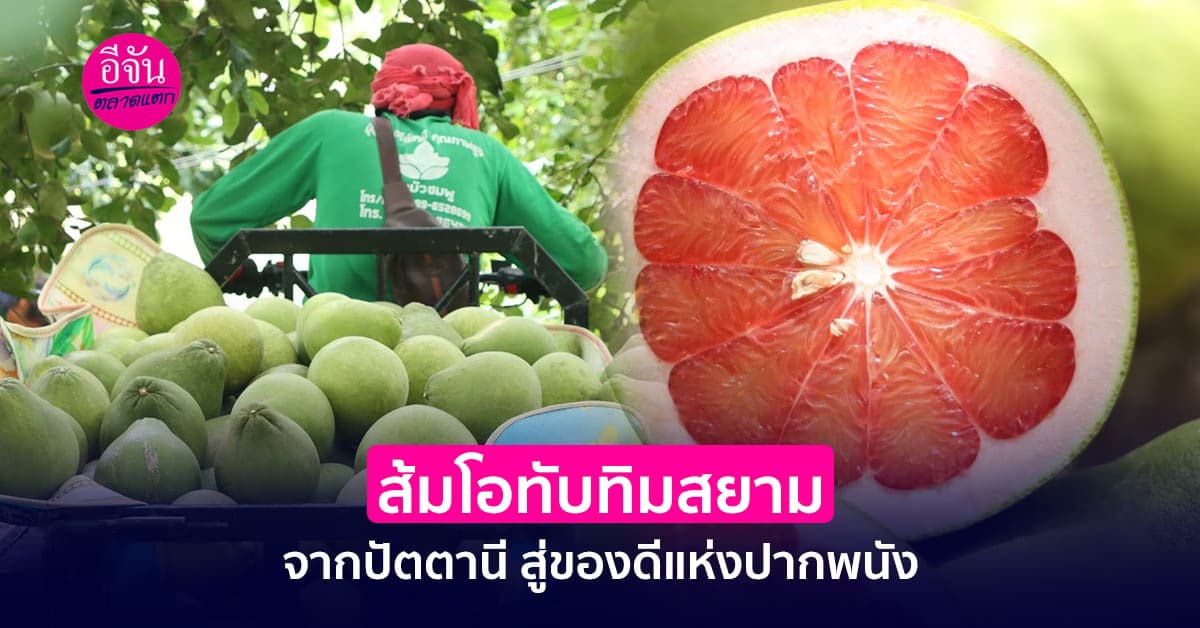 ส้มโอทับทิมสยาม จากปัตตานี สู่ของดีแห่งปากพนัง