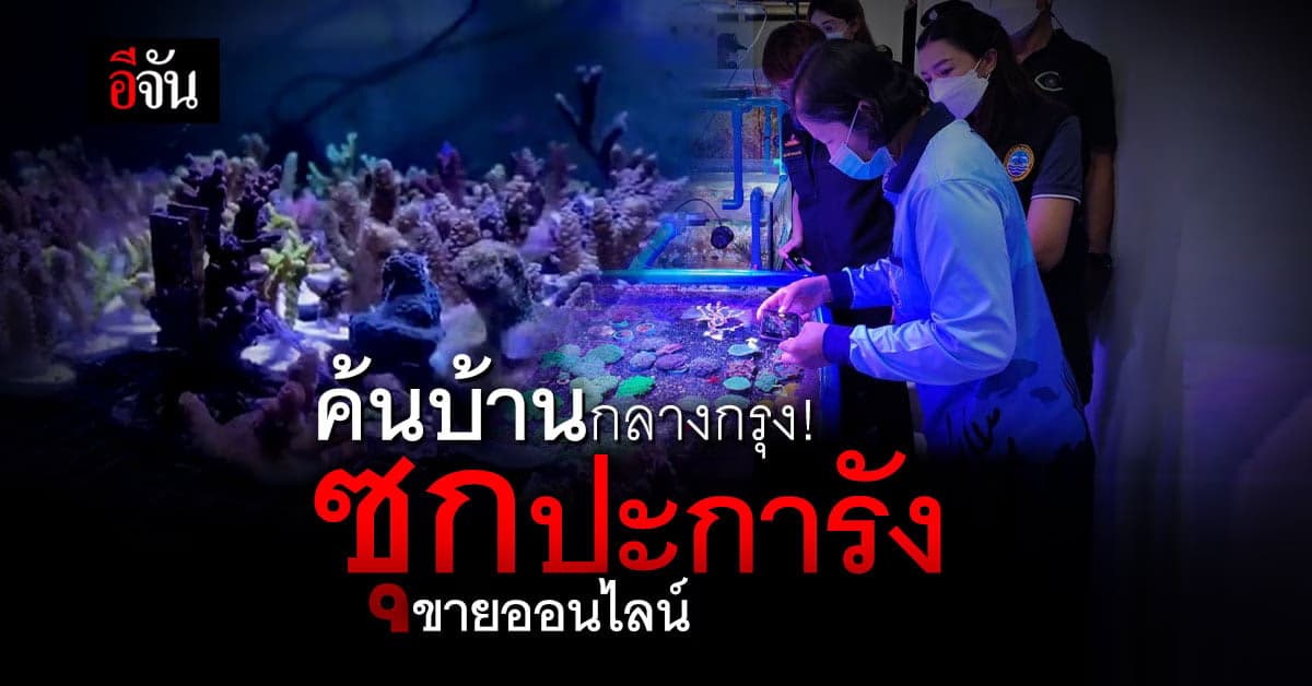 ค้น ยึด บ้านกลางกรุง ซุกเลี้ยงปะการังขายออนไลน์