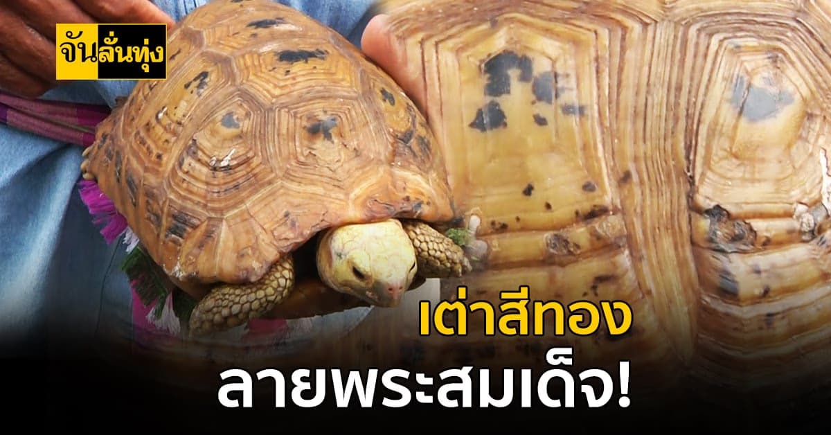 ฮือฮา! ชาวบ้านพบ เต่าสีทอง ลวดลายคล้ายพระสมเด็จ