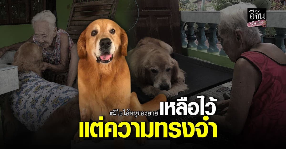 แฟนคลับเศร้า ลีโอ ไอ้หนูของยาย สุนัขแสนรู้ เสียชีวิตแล้ว