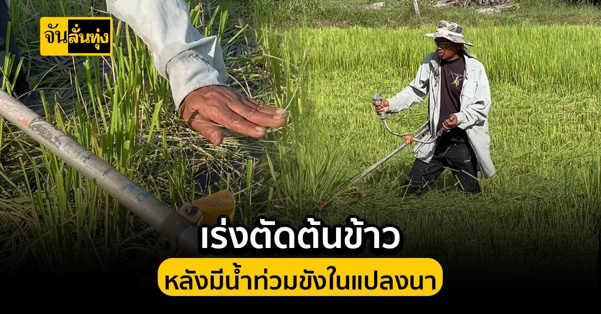 เมืองช้าง ฝนตกหนัก น้ำขังแปลงนา เกษตรกร เร่งตัดข้าว-หว่านปุ๋ย