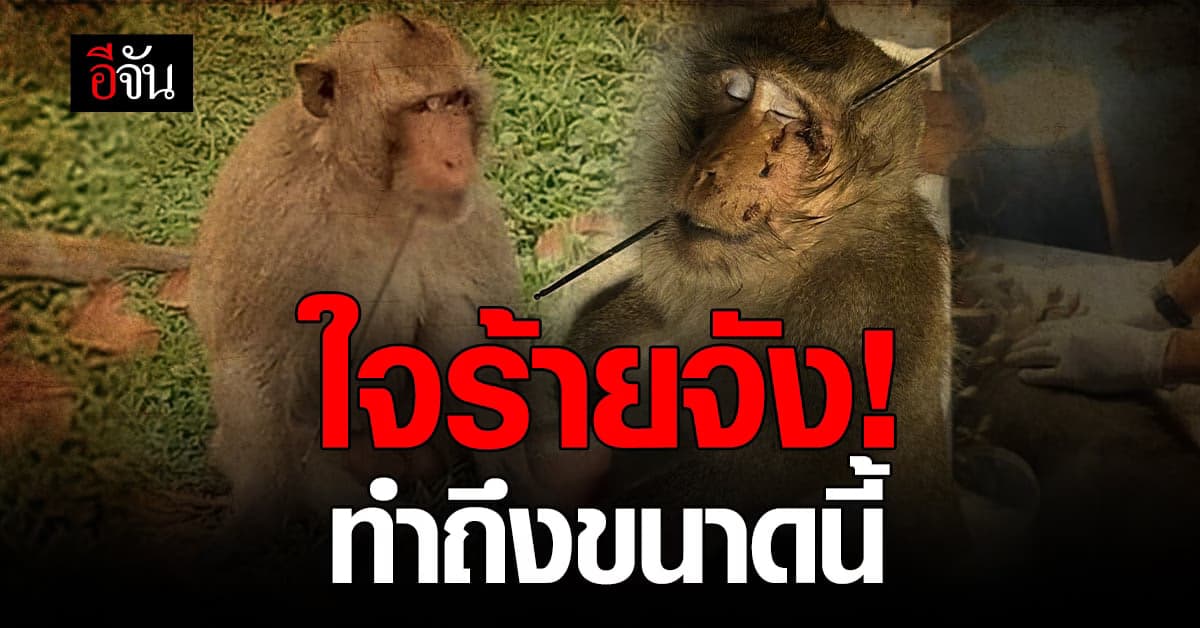 สงสารเจ้าจ๋อ ถูกคนใจร้ายใช้ฉมวกแทงหน้าทะลุคางยันคิ้ว!