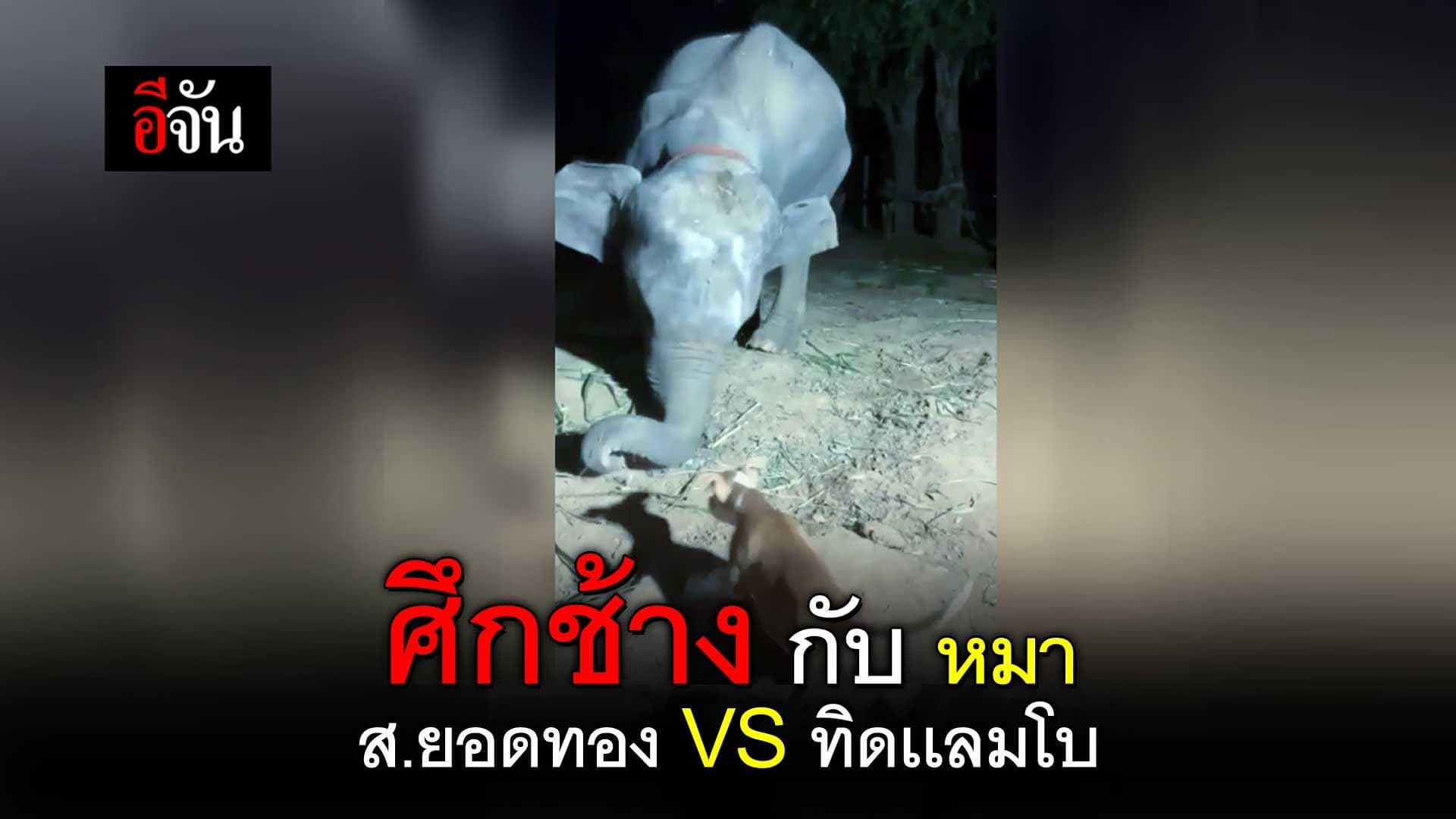 🎬 ศึกช้าง กับ หมา