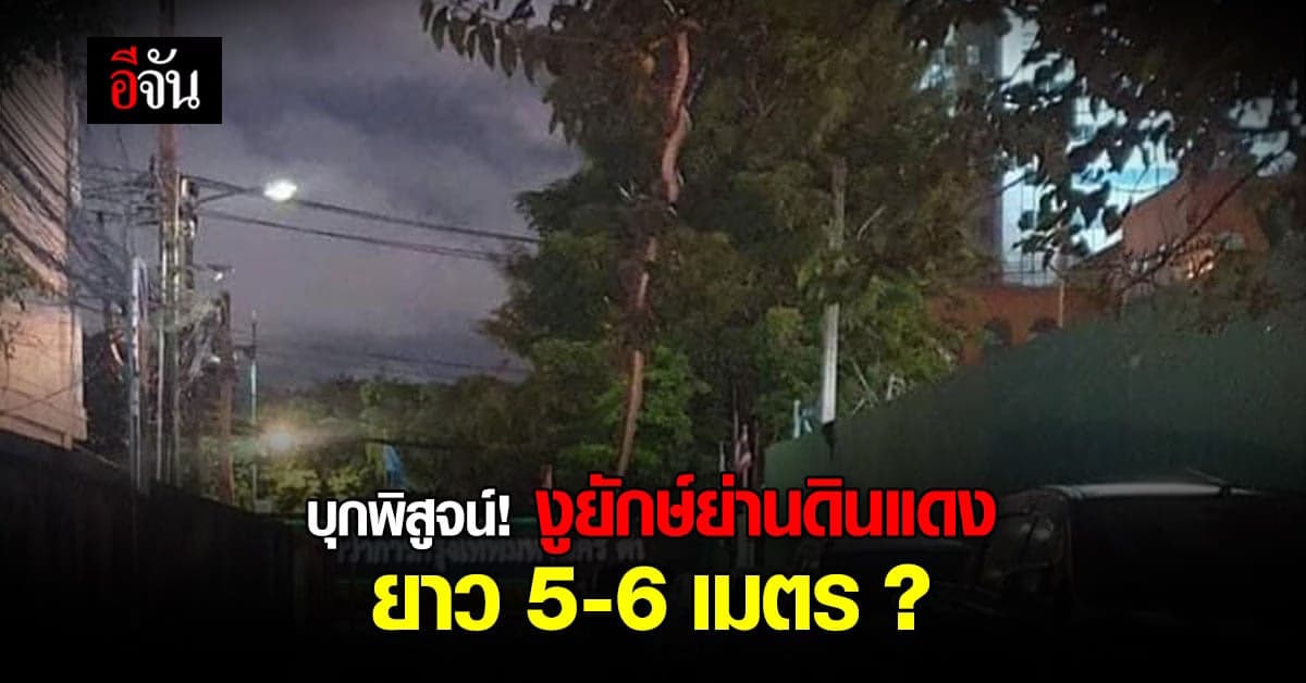 บุกพิสูจน์! งูยักษ์บนต้นไม้ย่านดินแดง