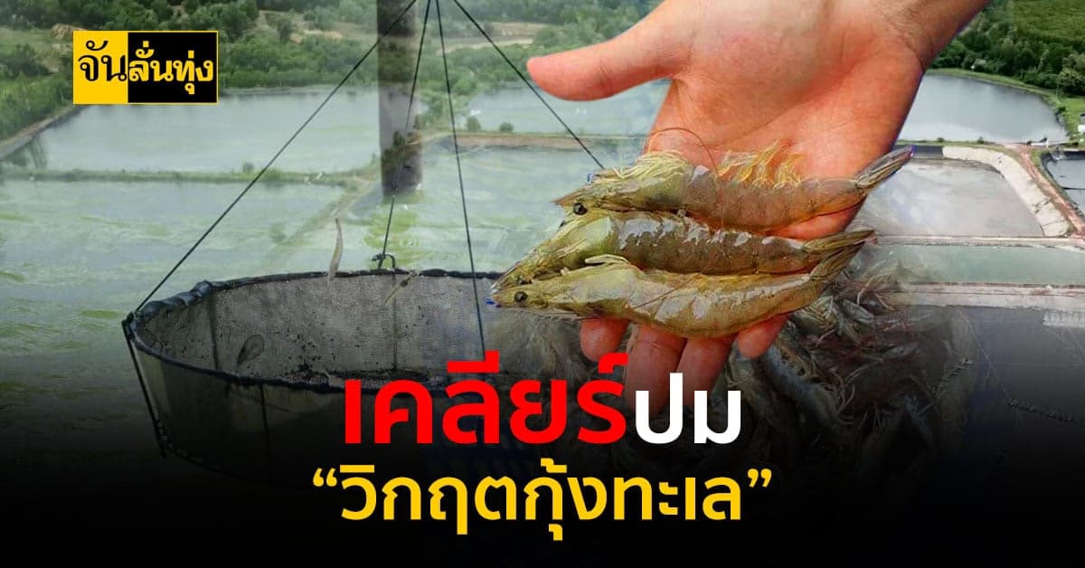 กรมประมงยันเข้มเฝ้าระวัง ควบคุม และติดตามโรคในฟาร์ม “กุ้งทะเล”
