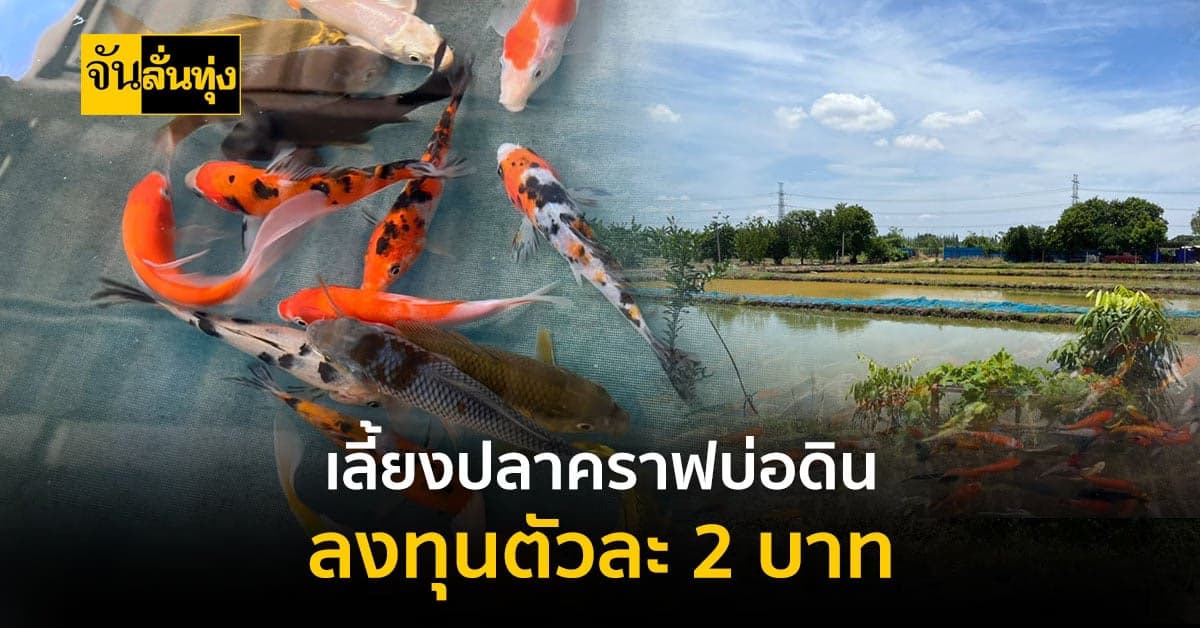 เลี้ยงปลาคราฟบ่อดิน ดูแลง่าย กำไรงาม