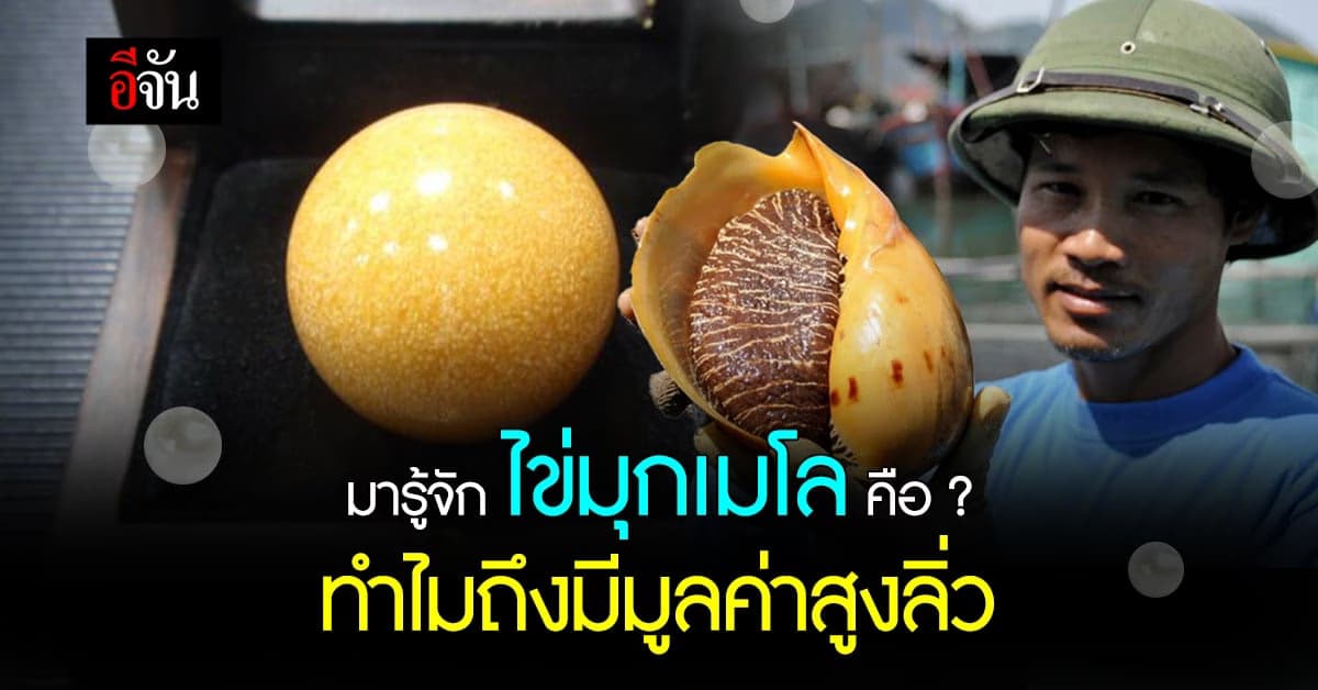 ทำความรู้จัก ไข่มุกเมโล แรร์ไอเทมจากธรรมชาติ ที่มูลค่าสูงลิ่ว