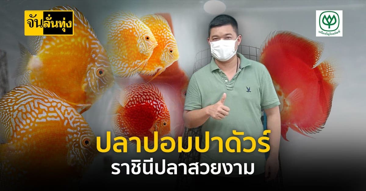 เพาะปลาปอมปาดัวร์ ราชินีปลาสวยงาม สร้างรายได้หลักแสนต่อเดือน!
