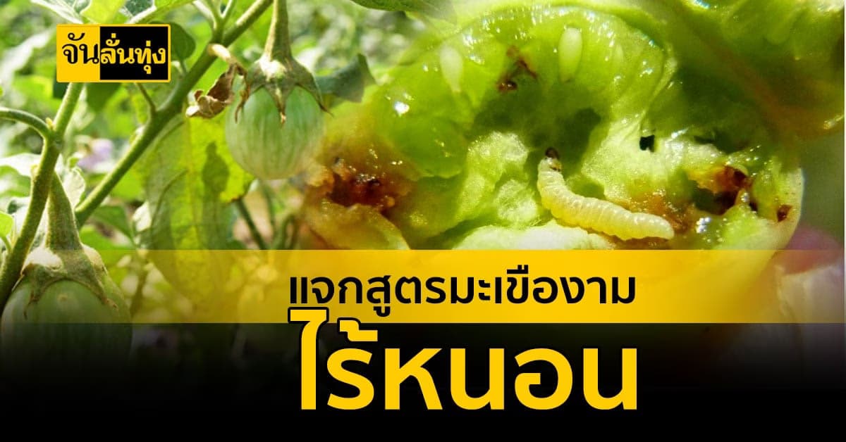 สูตรเดียวหนอนหาย ต้นงาม ขายได้กำไร