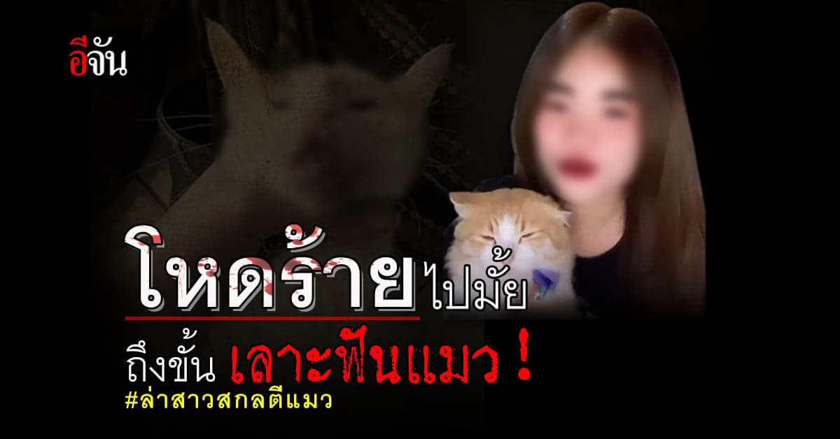 มูลนิธิวอชด็อก เผย สาวทารุณแมว 12 ตัว หนักสุดจับแมวเลาะฟัน