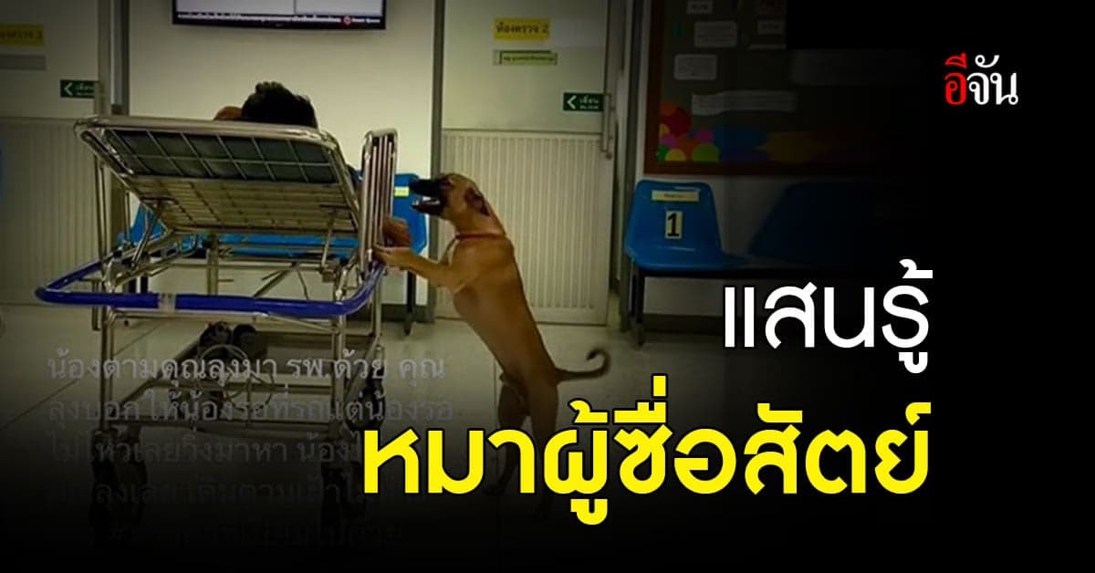 เจ้าดวงดี หมาแสนรู้ผู้ซื่อสัตย์ ตามเฝ้าเจ้านายที่ป่วยไม่ห่าง