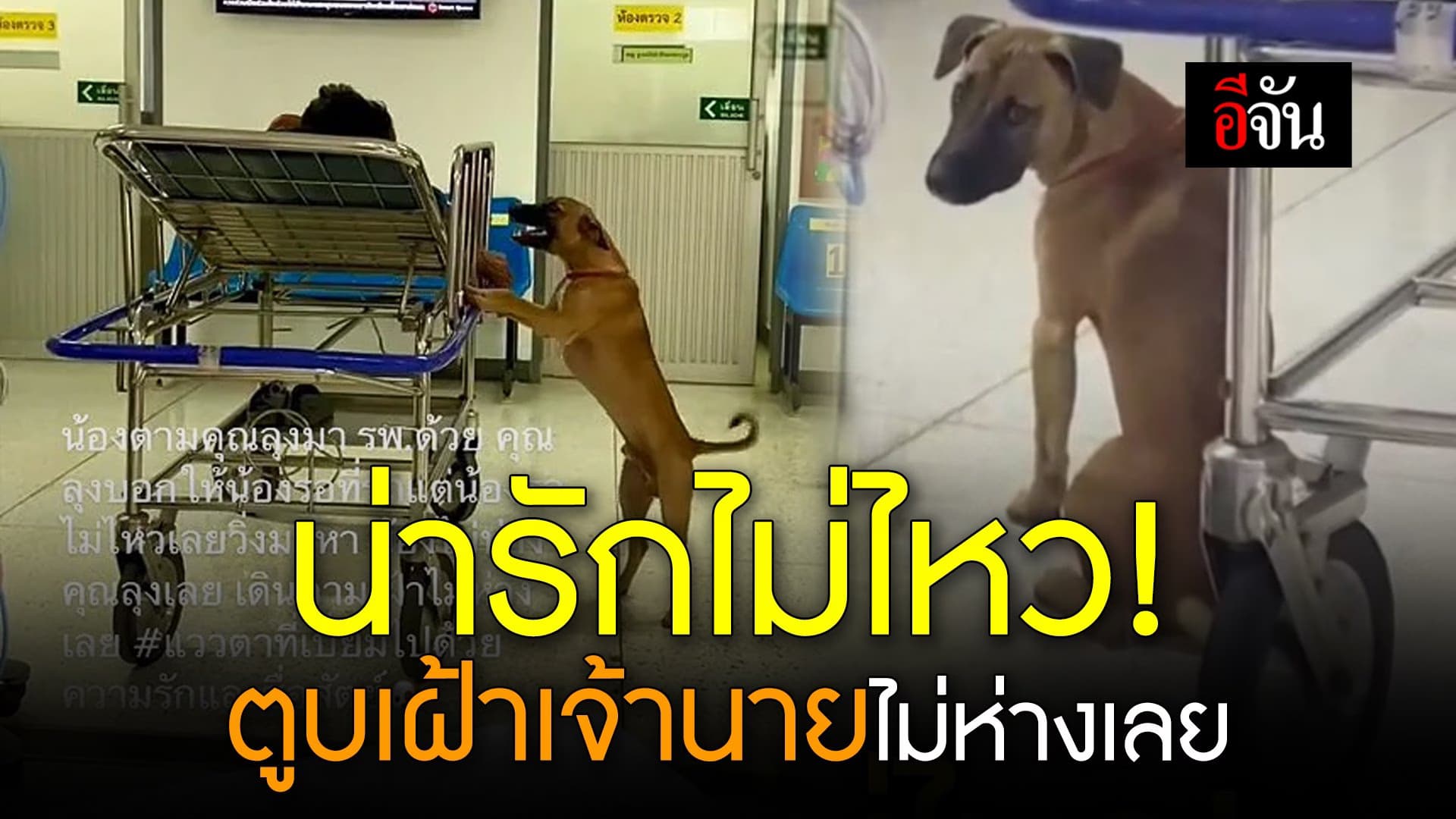 🎬 น่ารักไม่ไหว! ตูบเฝ้าเจ้านายไม่ห่างเลย