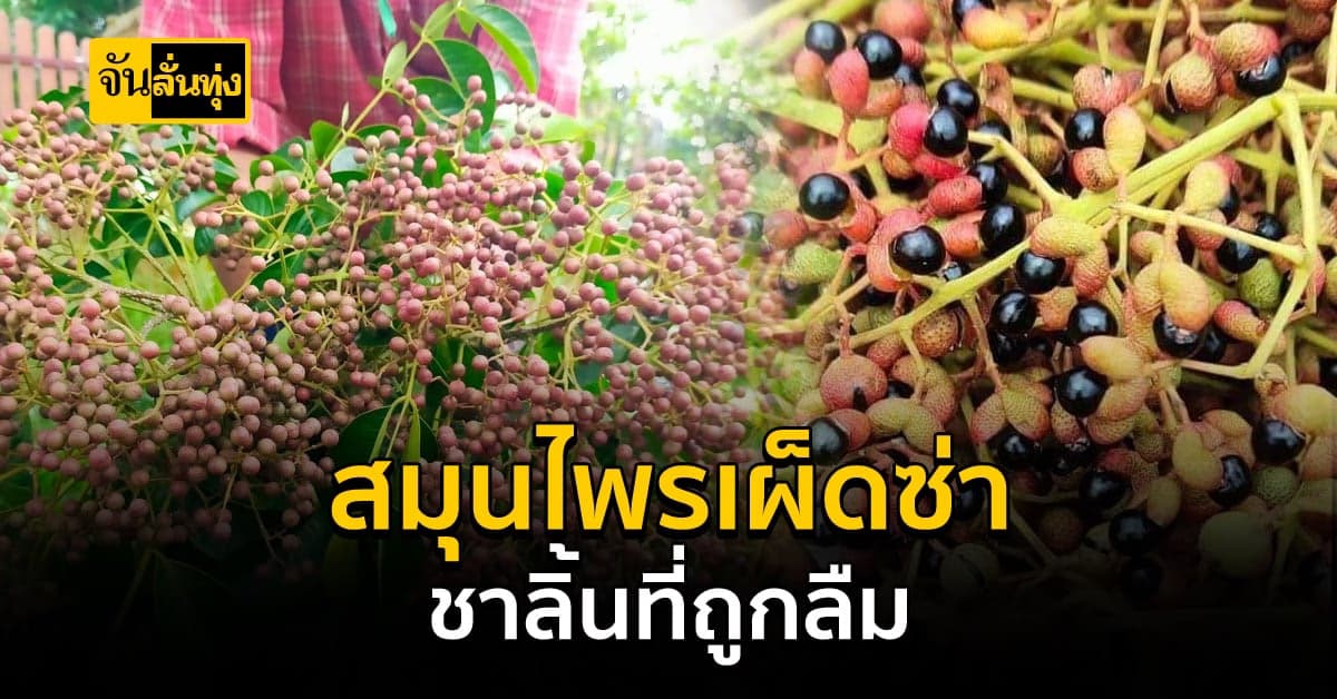 ลูกกำจัด เครื่องเทศที่กำลังจะถูกลืม กับสรรพคุณที่เราทุกคนต้องลิ้มลอง!