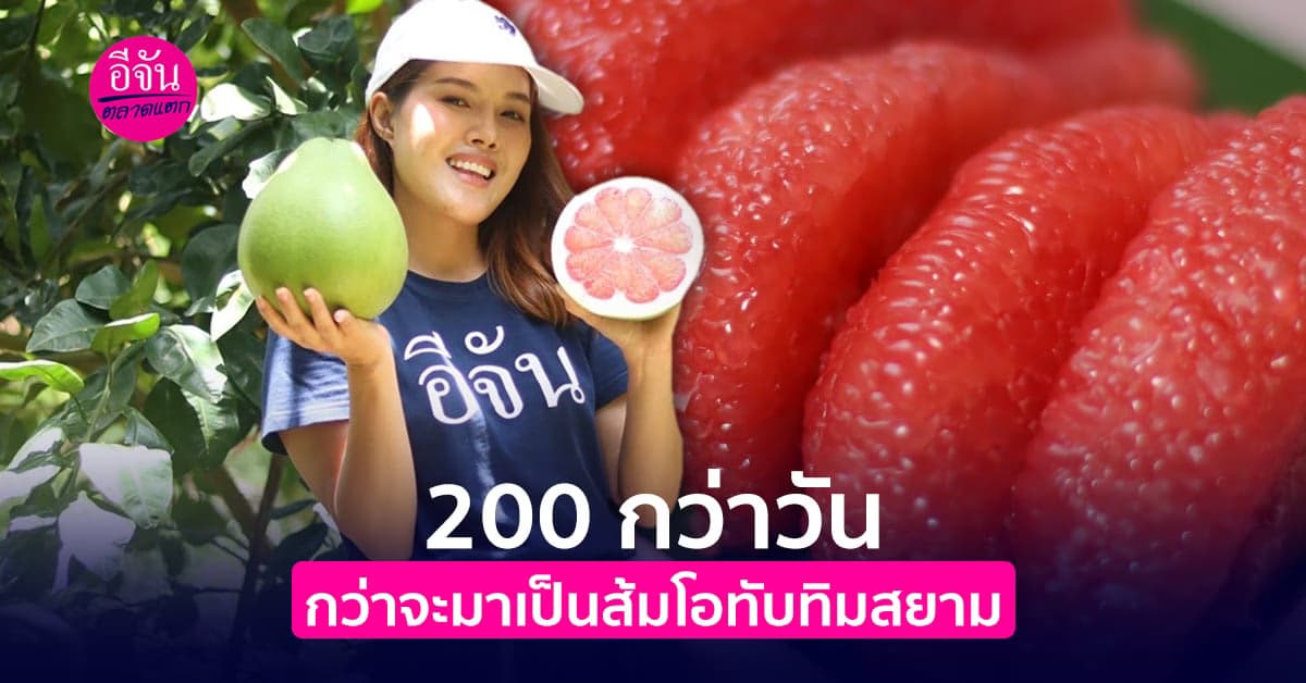 200 กว่าวัน กว่าจะมาเป็นส้มโอทับทิมสยาม