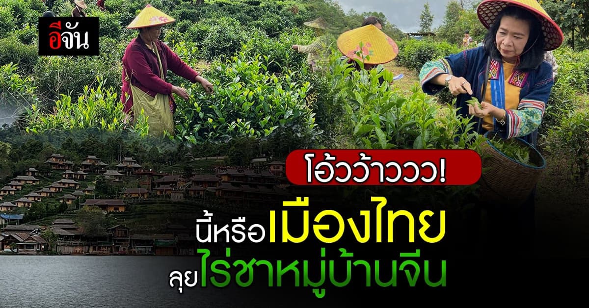เยือนไร่ชาบ้านรักไทย หมู่บ้านชาวจีน เผยแพร่การค้าเสรี